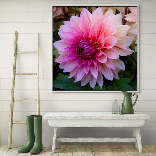 Pink Dahlia