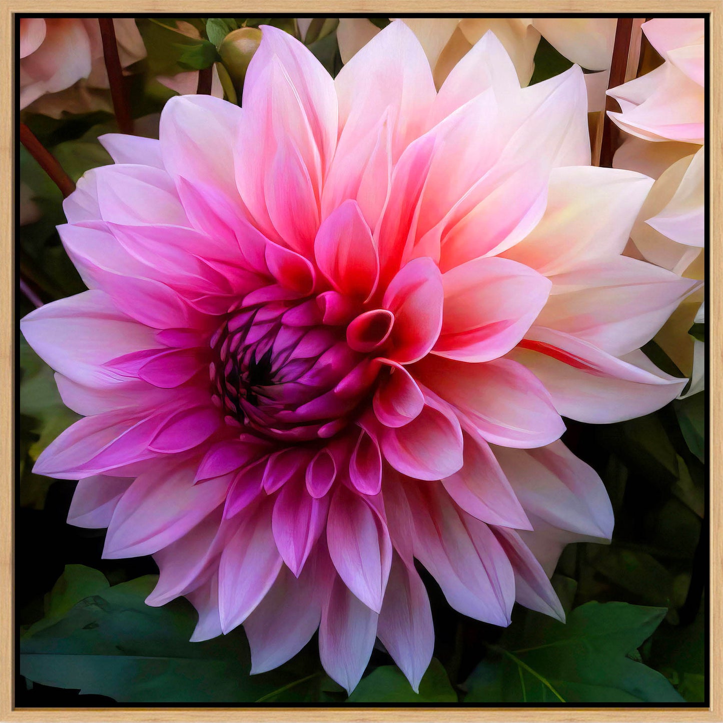 Pink Dahlia