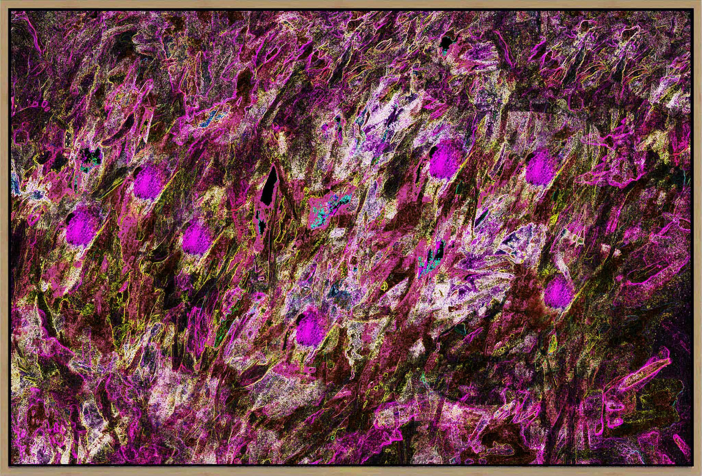 Purple Tulips