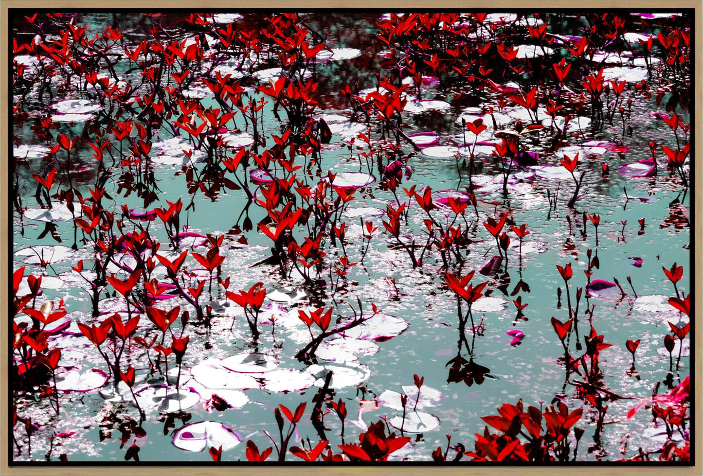 Red Reflections