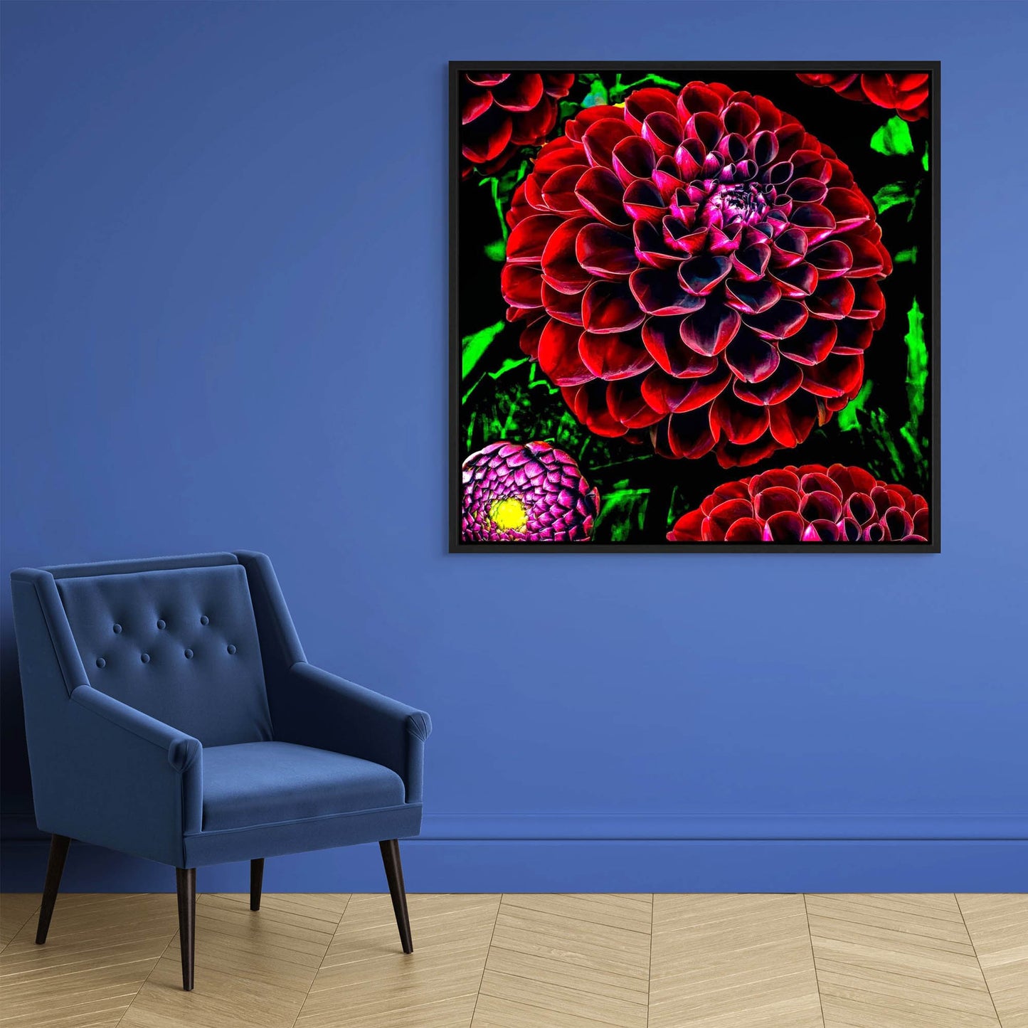 Ruby Dahlias