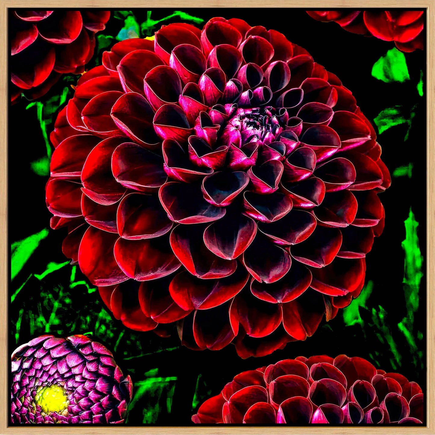 Ruby Dahlias