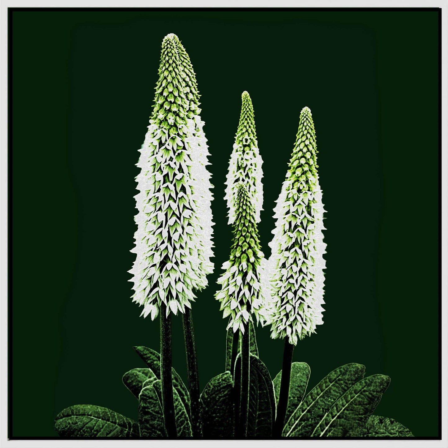 White Flowers