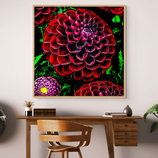 Ruby Dahlias